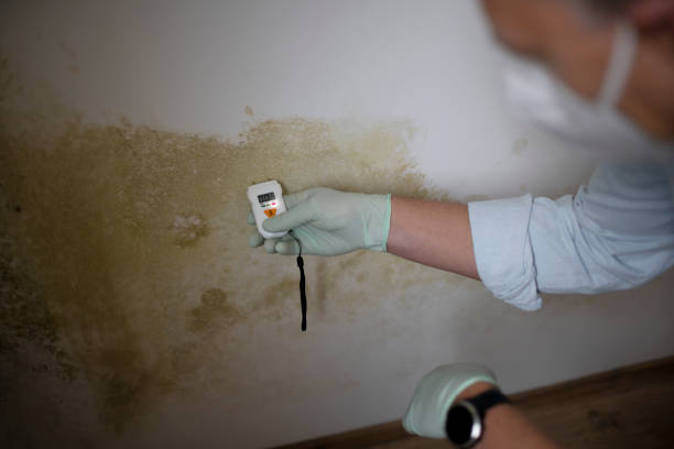 Professional Mold Removal in Gaylord, MN